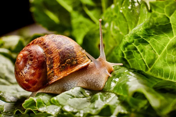 Mollusca